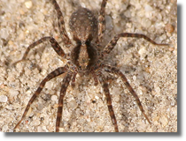 Pardosa sp.