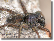 Trochosa cf. terricola