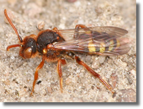 Nomada sp.