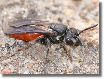 Sphecodes sp.