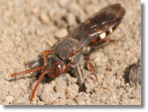 Nomada sp.