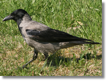 Wrona siwa (Corvus cornix)