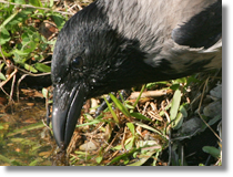 Wrona siwa (Corvus cornix)