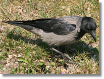 Wrona siwa (Corvus cornix)