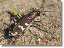 Cicindela hybrida