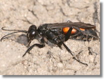 Swdosz pajczarz (Anoplius viaticus)