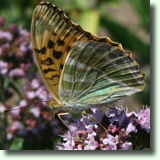 Argynnis paphia