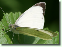 Pieris sp.