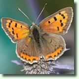 Lycaena phlaeas