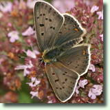 Lycaena tityrus