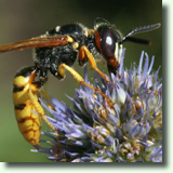 Philanthus triangulum