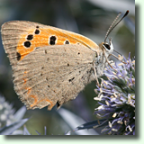 Lycaena phlaeas