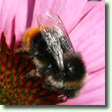 Bombus sp.