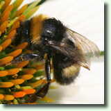 Bombus sp.