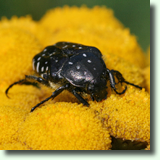 Tanacetum vulgare L.