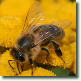 Tanacetum vulgare L.