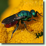 Tanacetum vulgare L.