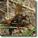 Dasypogon diadema