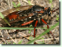 Dasypogon diadema