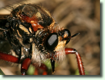 Dasypogon diadema