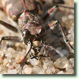 Cicindela hybrida