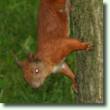 Sciurus vulgaris