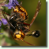 Vespa crabro