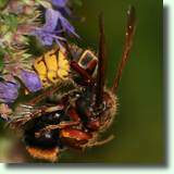 Vespa crabro