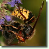 Vespa crabro