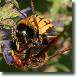 Vespa crabro