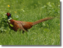 Baant zwyczajny (Phasianus colchicus)