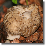 Smardz (Morchella sp.)