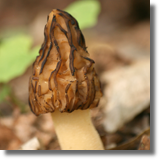 Smardz (Morchella sp.)