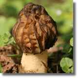 Smardz (Morchella sp.)