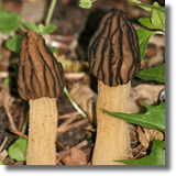 Smardz (Morchella sp.)