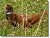 Baant zwyczajny (Phasianus colchicus)