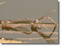 Straszka pospolita (Sympecma fusca)