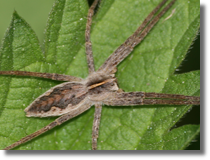 Darownik przedziwny (Pisaura mirabilis)