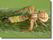 Bokochód (Xysticus sp.)