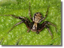 Bokochód (Xysticus sp.)