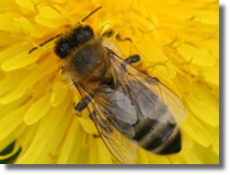 Pszczoa miodna (Apis mellifera)