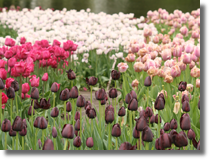 Tulipany!