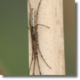 Kwadratnik trzcinowy (Tetragnatha extensa)