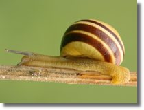 Wstyk (Cepaea sp.)