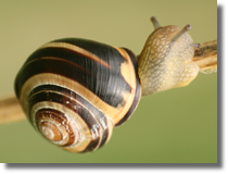 Wstyk gajowy (Cepaea nemoralis)