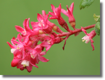 Porzeczka krwista (Ribes sanguineum Pursch)