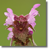 Jasnota purpurowa (Lamium purpureum)