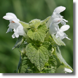 Jasnota biaa (Lamium album L.)