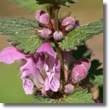 Jasnota plamista (Lamium maculatum L.)