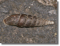 widrzykowaty (Clausiliidae)